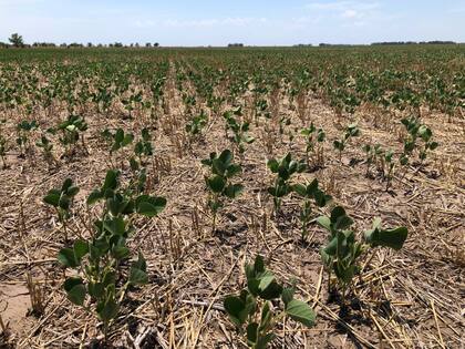 Soja de 2° en cercanía de Carlos Tejedor que Garciandia destaca que necesita "urgente lluvia"