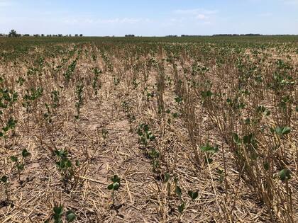 Soja de 2° en cercanía de Carlos Tejedor que Garciandia destaca que necesita "urgente lluvia"