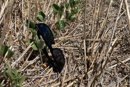 Soja de primera en Pergamino