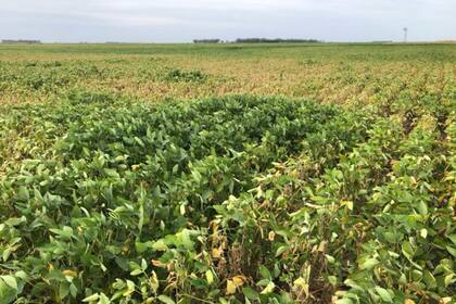 Soja de primera en la localidad de Carlos Tejedor, Buenos Aires