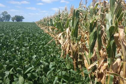 Soja de primera y maíz temprano en Junín
