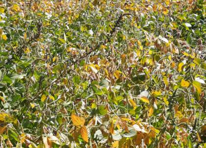 Soja de segunda en La Angelita, Rojas