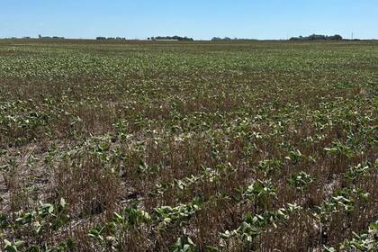 Soja en Arribeños, Buenos Aires