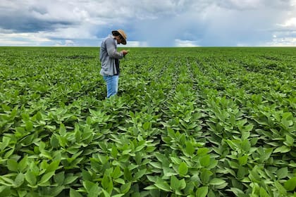 Soja en desarrollo y lluvias en el horizonte, lo que espera ver el productor en la nueva campaña
