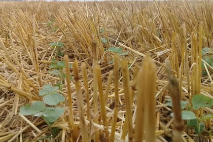 Soja creciendo en la zona de Lobería