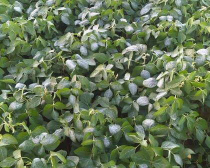 Soja helada. Este cultivo podría perder parte del follaje, pero recuperarse por tener muchas hojas por planta