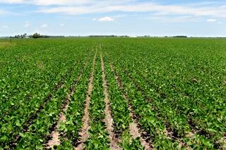 Bioinsumos: hacia una agricultura cada vez más sustentable