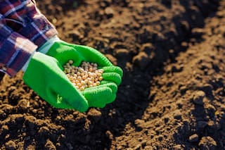 Soja, maíz y trigo amplían alzas por perturbación en la oferta de combustible y fertilizantes