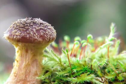 Cada primavera el hongo produce setas que le permiten reproducirse