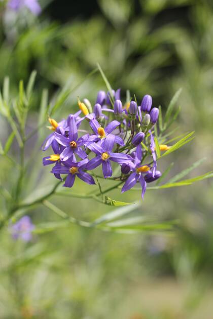 Solanum angustifidum tiene el plus de sus llamativas flores violetas