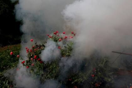 Soldados queman una plantación ilegal de opio cerca de Pueblo Viejo en la Sierra Madre del Sur