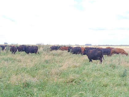 Solé sostiene que la persistencia de las praderas está en relación directa con un buen manejo: “no se deben pastorear si hay barro o encharcamientos ni tampoco se deben talar en veranos secos”