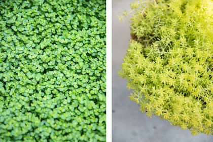 Soleirolia soleirolii y Sedum Tokio Sun, dos especies ideales para tapizar jardines diminutos
