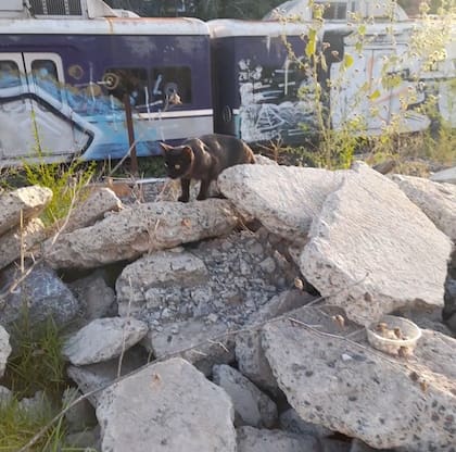 Solía andar entre los escombros y las piedras.