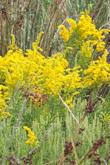 Solidago chilensis, una nativa que se caracteriza por sus espigas de flores amarillas brillantes
