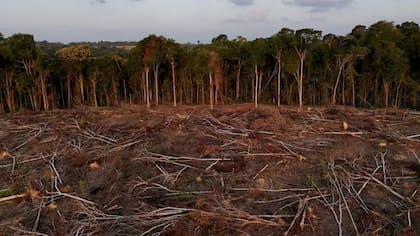 Solo en 2022, más de 20.000 kilómetros cuadrados de selva fueron deforestados
