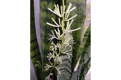 Solo en algunas ocasiones estos ejemplares logran desarrollar una flor