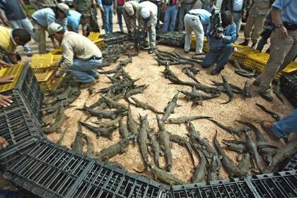 Solo en Venezuela más de 12.000 crías de caimán del Orinoco nacidas en cautiverio fueron liberadas a su medio natural desde 1990.