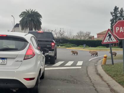 Solo este año murieron 43 carpinchos atropellados en Nordelta