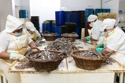 Sólo quedan diez saladeros de anchoítas en todo Mar del Plata.