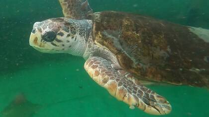 Solo se confirmó que la tortuga Jorge será puesta en libertad