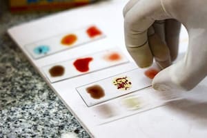 Por qué los científicos están intentando cultivar un tipo raro que solo tienen 50 personas en el mundo