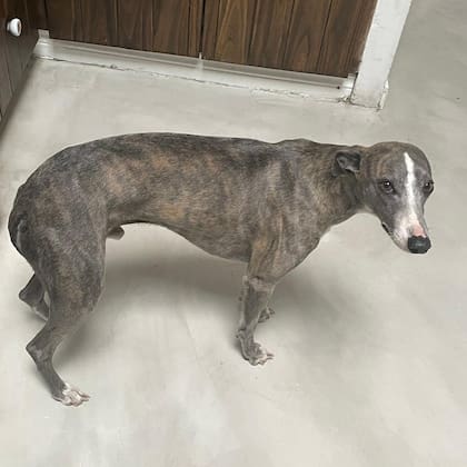 Sombra, el galgo de cuatro años perdido en París. Foto: Instagram