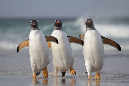 "Somos demasiado sexies para esta playa", de Joshua Galicki.