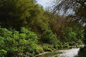 Ambiente: Isla verde, la reserva natural que impulsaron los vecinos de Morón