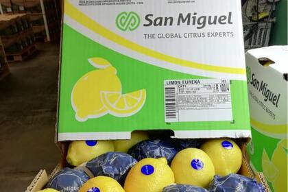 Son 24 las toneladas de limones que llegarán a India en un primer envío