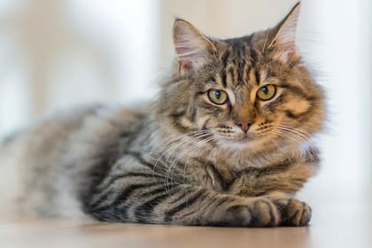 Son ágiles y su sentido de vista y olfato es mucho mejor que el de los perros