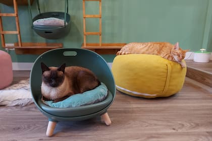 Son espacios limpios, con todas las comodidades que los felinos necesitan