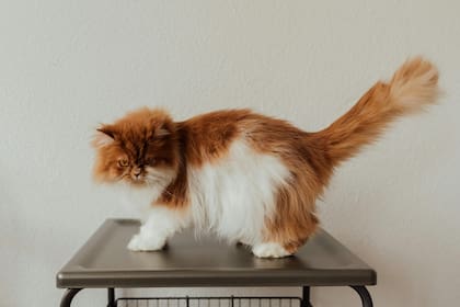 Son felinos con pelaje largo y carácter único