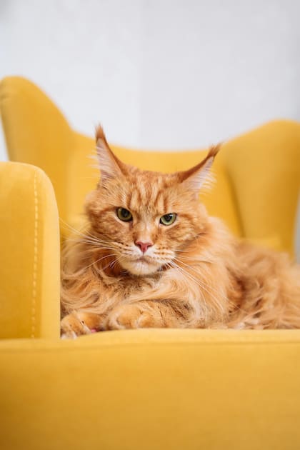 Son gatos grandes, uno adulto puede medir 100 o 120 cm