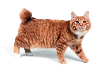 Son juguetones y tienen una particularidad: la cola corta