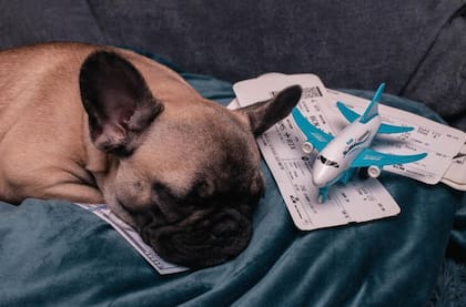 ¿Son las bodegas de los aviones completamente seguras para los animales?