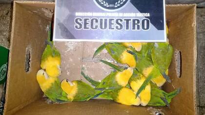 Son loros silvestres de color verde rociados con agua oxigenada para obtener un color amarillo similar al de las cotorras