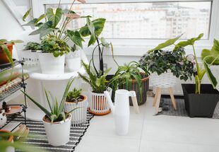Son muchas las formas de incorporar plantas de interior a los distintos espacios del hogar, inclusive, aquellos con poca iluminación
