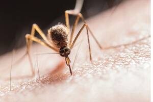 Revelaron el ingenioso método para evitar las picaduras de mosquito