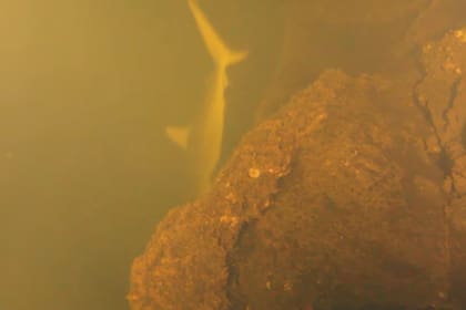 Son muy pocas las imágenes que pudieron tomar de los tiburones dentro del volcán