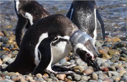 Los pingüinos de Magallanes son particularmente vulnerables, ya que se exponen tanto a las amenazas del océano como de las costas.