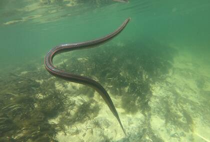 Son principalmente acuáticas y habitan en aguas de manantiales y ríos. También se han observado en arroyos, lagos, pantanos y marismas