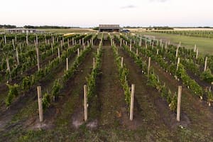 Picnics entre viñedos. Una bodega para visitar a solo media hora de Pinamar