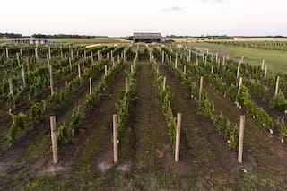 Una bodega para visitar a solo media hora de Pinamar