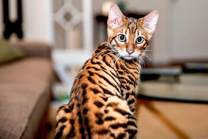 Son similares a un tigre pequeño