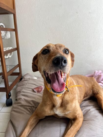 "Soñamos con ver a Alma adoptada".