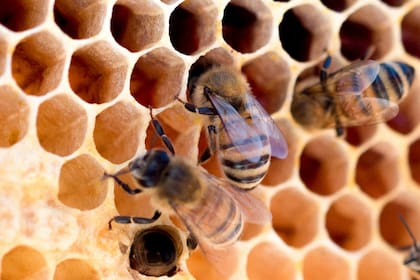 Soñar con abejas puede estar relacionado con la organización, el trabajo en equipo y la productividad