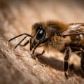 Qué significa soñar con abejas, según la psicología