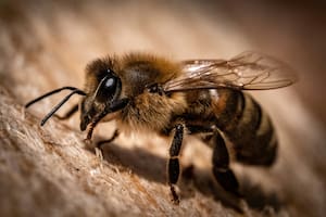 Qué significa soñar con abejas, según la psicología