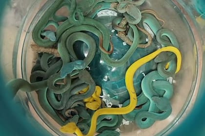 Soñar con más de una serpiente podría hacer referencia a un ambiente hostil, dijo Loewenberg.